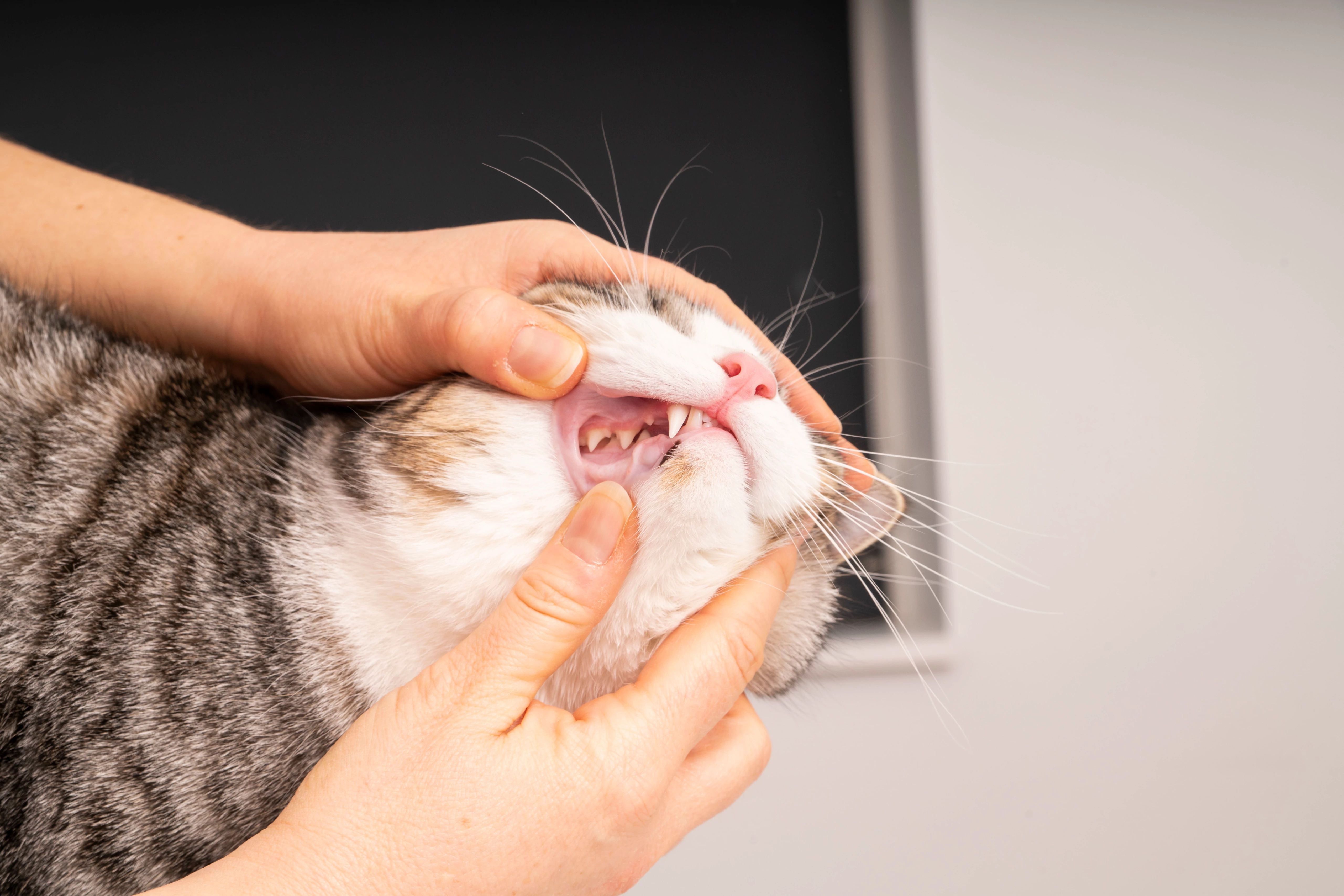 BỆNH MÈO CÀO BỆNH MÈO CÀO